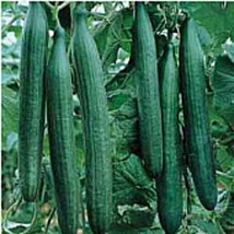 Unknown Telegraph Improved Cucumbers Seeds (25 Seed Packet) (More Heirloom, Orga - $4.75