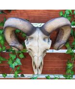 Large Texas Corsican Ram Skull And Horns Wall Trophy Nature's Taxidermy ... - $84.99