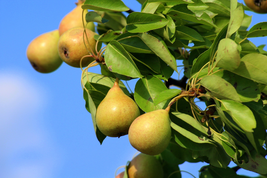 LIVE PLANT Very Hardy Ussurian Pear fruit tree Edible foodplot wildlife - £44.65 GBP