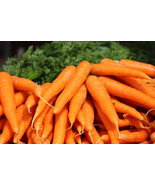300+ Tendersweet Carrot Seeds, Beta Carotene, NON-GMO, FREE SHIPPING #50 - $36.96 MXN