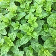 Premium Spearmint Herb +200 Fresh Seeds So Many Uses 20% Off 3 Or More - $11.05 CAD