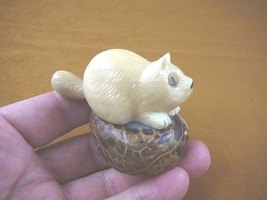 (tn-rac-600) white RACCOON raccoons TAGUA NUT Figurine Carving Vegetable ivory - £20.16 GBP