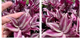 9+ Cuttings Rose Wandering Jew Tradescantia Zebrina Plant Pink Silver Purple - £20.14 GBP