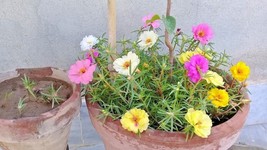 500 Portulaca Rose Moss Mix Seeds Easy Flower Basket Window Box Garden Container - £14.32 GBP