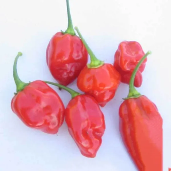 25 Caribbean Red Habanero Hot Pepper Fresh Seeds - £10.26 GBP