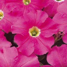 Petunia Seeds Petunia Dreams Pink 250 Pelleted Seeds Fast Shipping - £20.05 GBP