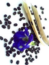 Thai Butterfly Pea Clitoria ternatea Asian pigeonwings 10 Seeds ThailandMrk - $5.00
