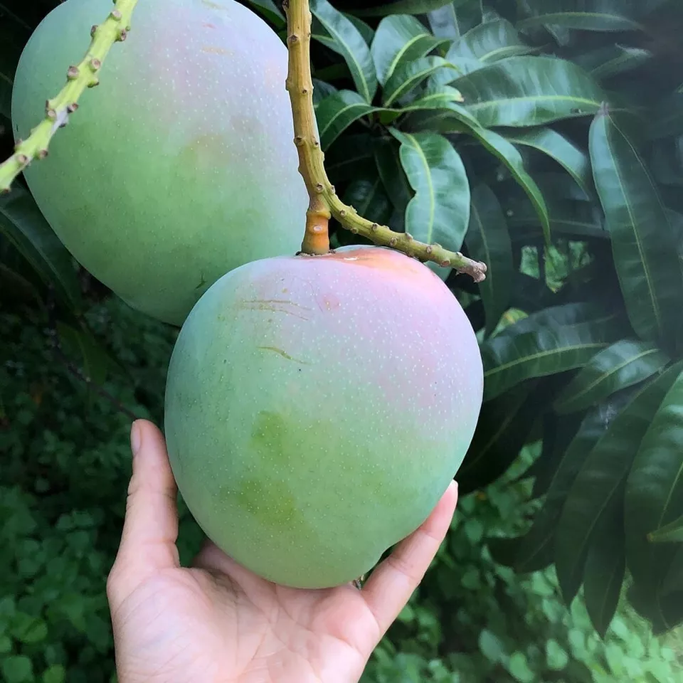 LWS Keitt Mango Fresh Fruit 1 Seeds USPS Shipping - $10.50