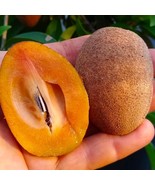 Big Nispero Manilkara Zapota Chicozapote Live Fruit Tree Arbol Frutal Vi... - $137.93 CAD