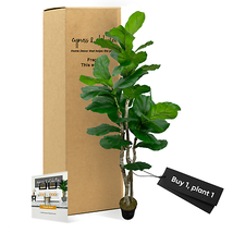 Handmade 6&#39; Lifelike Large Leaf Fig Tree By Cypress &amp; Alabaster - $152.95