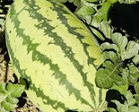 50 Seeds Jubilee Watermelon Seeds Non Gmo Fresh Harvest Fast Shipping - $8.99