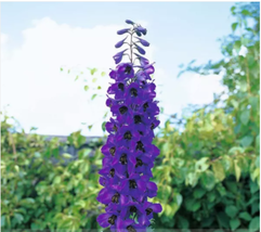 Purple Delphinium x Cultorum &#39;Tall Black Knight&#39; Flower Seeds - £8.49 GBP