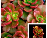 Live Plant Echeveria multicaulis Copper Rose 4inches Copper Leaf Painted... - £19.58 GBP
