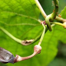 Aristolochia Pothieri 10 Seeds - $18.40