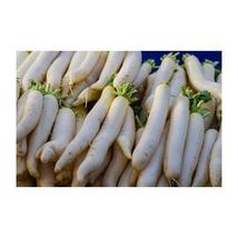10000 Seed Radish Minowase Sprouting Microgreen Vegetable - $16.00
