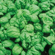 Spinach Seeds Bloomsdale 100+ Dark Green Vegetable Garden Heirloom - £1.58 GBP