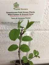 Chicago Lustre viburnum shrub 2.5" pot image 3