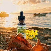 St. John&#39;s Wort Tincture - (Mood Support) - Alcohol Free - £10.64 GBP