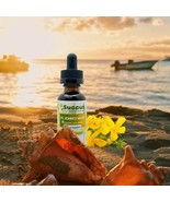 St. John&#39;s Wort Tincture - (Mood Support) - Alcohol Free - £10.65 GBP