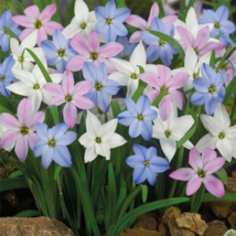 Mix Rain Lily Flowering Beautiful Bright Colors Vigorous - 200 Seeds - $6.82