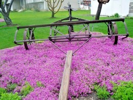 BPA 500 Seeds Purple Rockcress Flower Seeds Drought Heat Cold Groundcover Contai - £7.06 GBP