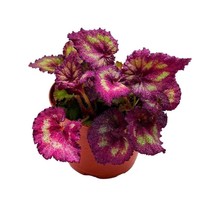Harmony&#39;s Moody Mauve 6 inch Begonia Rex Glittery Pink - £25.91 GBP