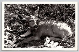 RPPC Baby Deer Bambi Real Photo By Ross Hall Postcard K24 - £10.21 GBP