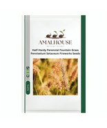 Half-Hardy Fountain Grass Pennisetum Setaceum Fireworks - 200 Seeds - $12.09