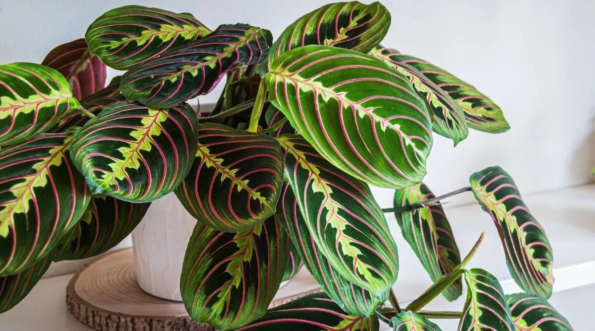 Prayer Calathea 25+ Seeds for Garden Planting  - $12.00