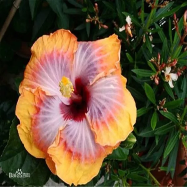 Fresh Seeds 20 Seeds Violet/Red/Orange Hibiscus Flower Houseplant - £13.70 GBP