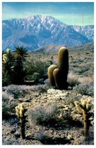 Cholla Cactus Barrel Cactus and Mojave Yucca In The Southwest Cactus Postcard - £6.94 GBP