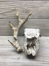 Antler Shed And Buck Deer Skull MO Taxidermy Dog Chew Aquarium Deco - £11.86 GBP