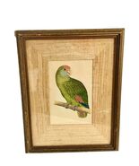 Antique 1884 Dufrene’s Amazon Parrots In Captivity A.F. Lydon Matted Framed - €105,44 EUR