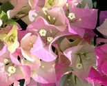 Bougainvillea rooted IMPERIAL THAI DELIGHT Starter Plant - £21.85 GBP