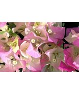 Bougainvillea rooted IMPERIAL THAI DELIGHT Starter Plant - £21.84 GBP