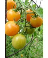 Ambrosia Flame cherry tomato -newest addition to the Ambrosia family - $5.95