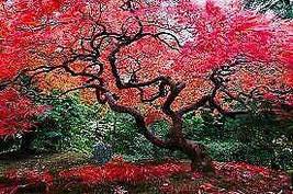 20 Red Japanese Maple Tree Bonsai Seeds Heirloom Rare Colorful Lawn Plant - £7.83 GBP
