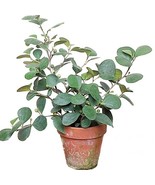 HS  15+ Seeds Mistletoe Fig  House Plant-  Garden- Flowers - €5,68 EUR