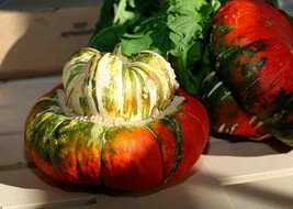Turk&#39;S Turban Winter Squash 10 Turks Cap Ornamental Gourd Heirloom Seeds - $11.68