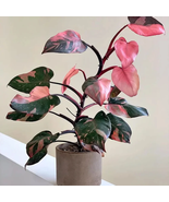 Live Plant Philodendron Pink Princess Starter Plant  - $46.48 CAD
