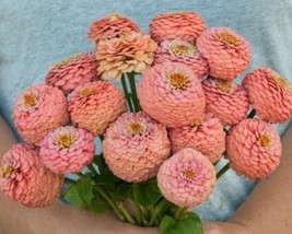 USA SELLER 25 Zinnia Oklahoma Salmon Seeds Fast Shipping - $11.69