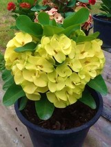 Golden Crown Crown Of Thorns-Euphorbia Milii Christ Plant Starter Plant ... - $39.58