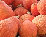 10 Golden Hubbard Squash Seeds  Non Gmo Heirloom Fast Shipping - £7.20 GBP