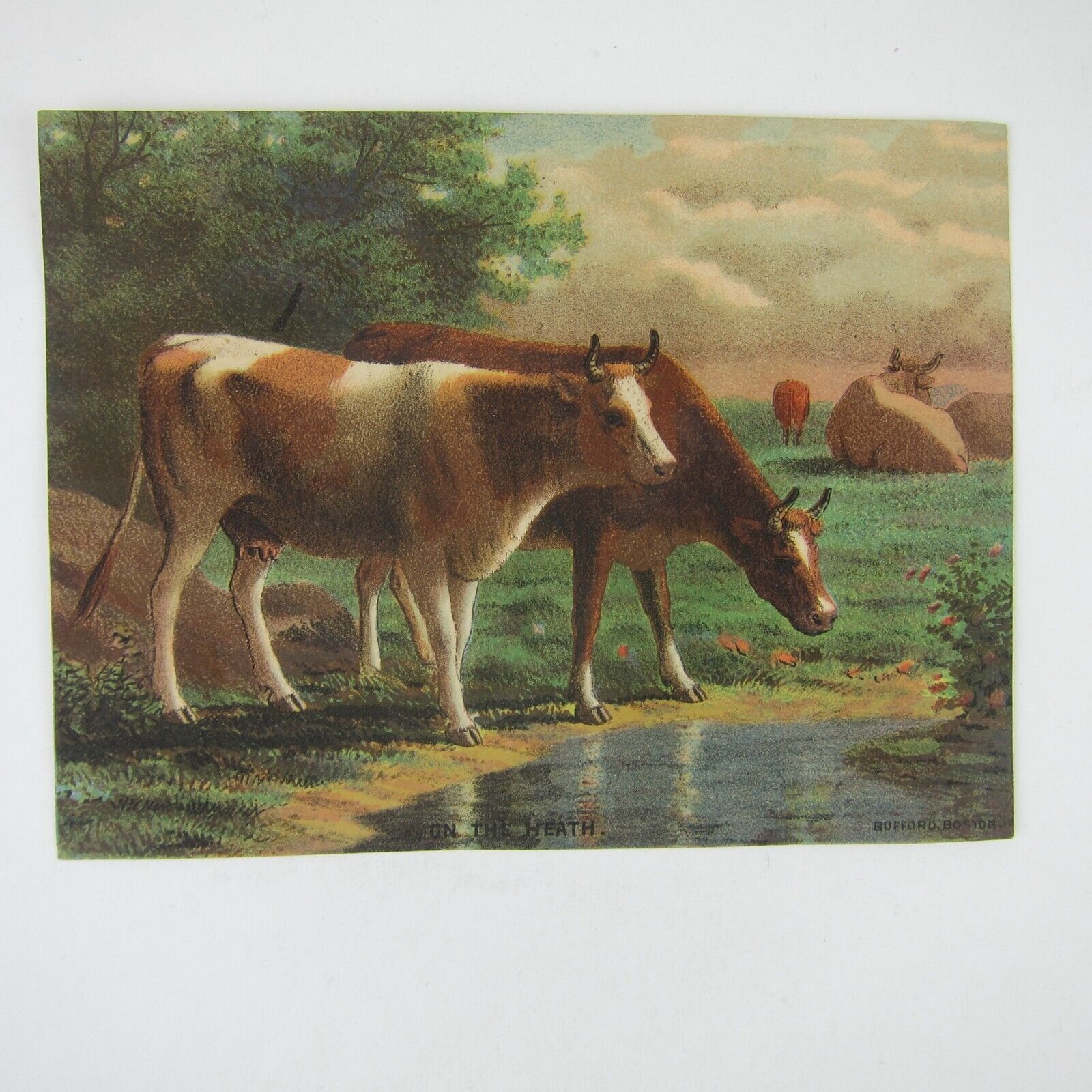 Primary image for Victorian Trade Card LARGE Cows on Heath Acme Coffee Bufford Boston Antique