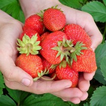 25 Strawberry Plants Evie 2 Everbearing Day Neutral Strawberry Plants Hi... - $52.80