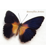 Deep Purple Lacewings Cethosia Lamarcki Butterfly Framed Entomology Shadowbox - $1,184.09 MXN