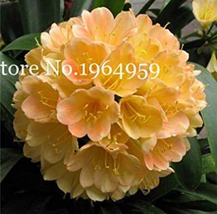  Clivia Miniata Gorgeous Bush Kefir Lily Flower with High Value 100 - (Color: r) - £32.43 GBP