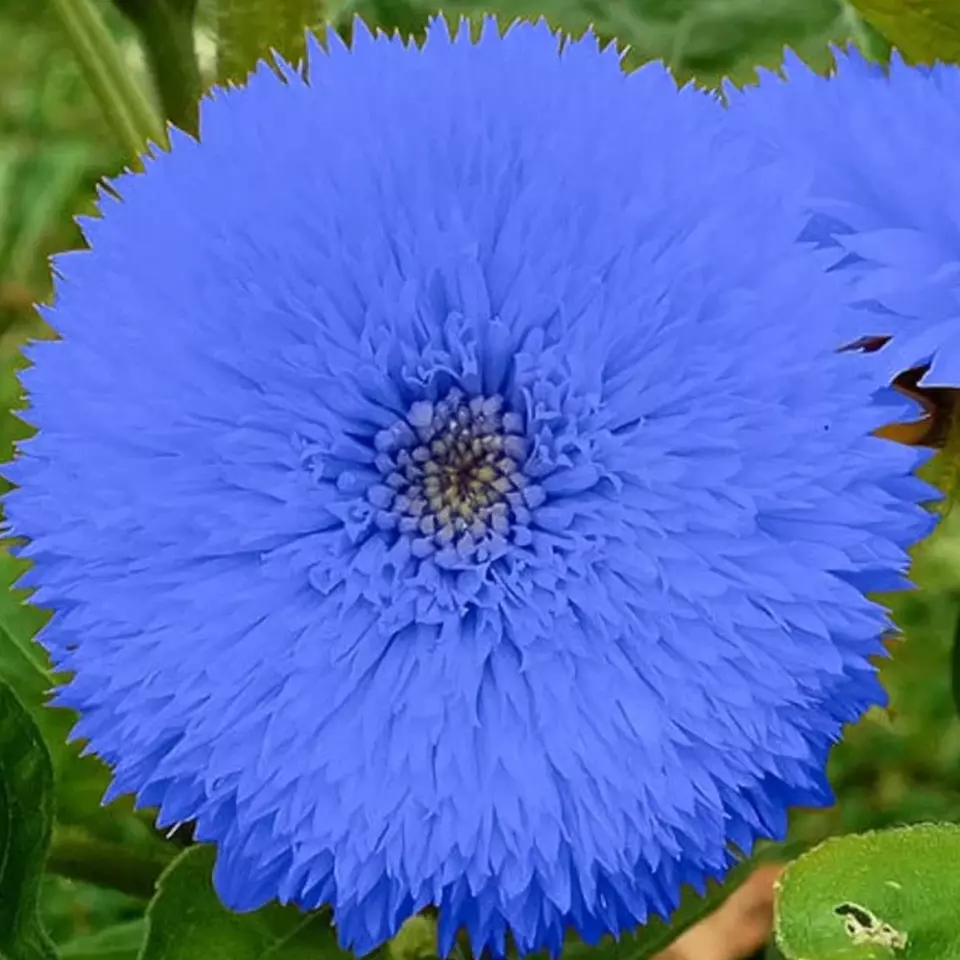 WTR Blue Teddy Bear Sunflower Stunning Annual Blooms 50 Seeds Planting Seeds - £7.79 GBP