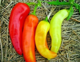 101 Sweet Banana Pepper Seeds Organic Vegetable Garden Container Hungarian Easy - £8.67 GBP