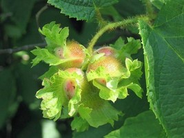 5 American Hazelnut Tree Aka Filbert Corylus Americana Fruit Nut Bulk Seeds - $220.55 MXN